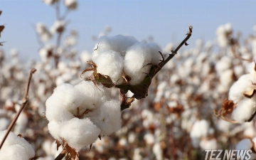 США исключили узбекский хлопок из списка товаров, произведенных принудительным трудом