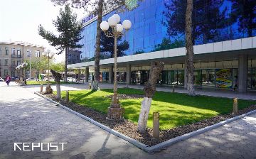 Напротив ЦУМа cрубили верхушки деревьев — фоторепортаж