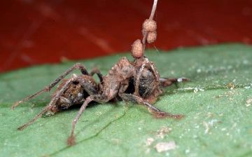 Что такое зомби-вирус и среди кого он распространяется?