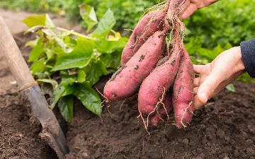 Какие овощи помогут снизить риск инсульта на 24%? Рассказывает диетолог