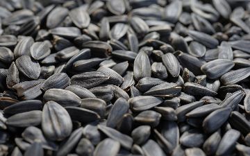 Мужчинам необходимо есть семечки — почему?