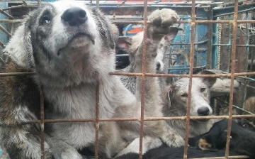 Приют «Хаёт» прекратит прием животных из-за отсутствия господдержки