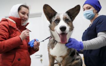 В Узбекистане начнут тестировать вакцину от коронавируса на животных