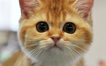 Ученые нашли у кошек опасный вирус, который похож на коронавирус