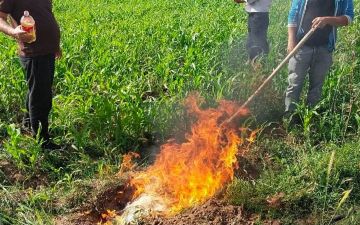 В Кашкадарьинской области сожгли более полутонны мяса