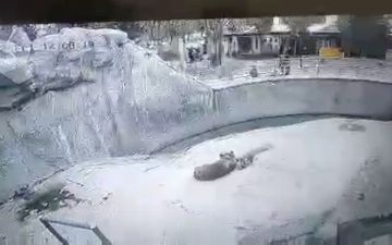 Вынесен приговор женщине, бросившей свою дочь в вольер к медведю 