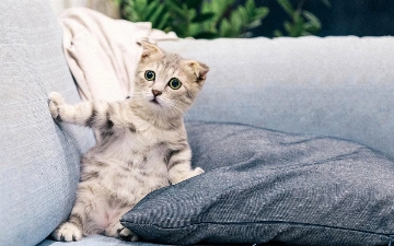 В Турции мужчина после развода обязался 10 лет платить алименты котам