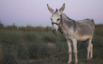 В Каракалпакстане мужчину посадили на трое суток за изнасилование осла