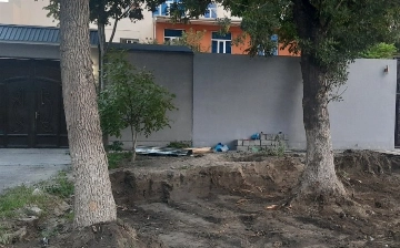 В Коканде срубили многолетние деревья: ущерб составил почти 190 млн сумов