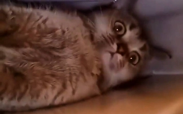 Реакция котов на землятресение в Турции – видео