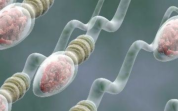 Мужские половые клетки впервые напечатали на 3D-принтере