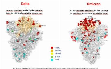 Появилось первое фото нового «омикрон»-штамма коронавируса — взгляните