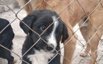 Хивинцы призвали остановить травлю бездомных животных