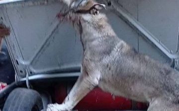 В Чирчике мужчина жестоко избил собаку на глазах у детей