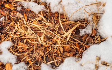 Начало следующей недели в Узбекистане будет теплым и солнечным - прогноз погоды