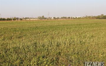 В Узбекистане впервые начали приватизировать несельскохозяйственные земли