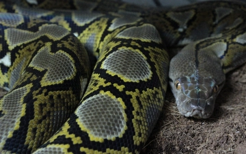 В Индонезии семиметровый питон проглотил женщину — видео