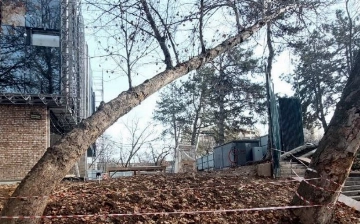 Вырубку чинары на берегу Анхора объяснили «серьезной угрозой» здоровью граждан 