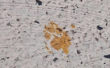 В одном из городов Японии ввели режим повышенной готовности из-за кота