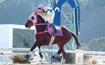 Лошадь, не выигравшая ни одного забега, стала героиней мобильной игры