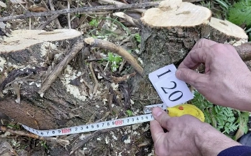 В Ташобласти незаконно срубили и выкорчевали более 120 деревьев