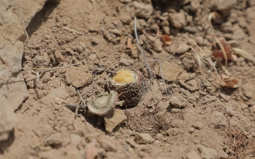 Ущерб от вырубки таджикской ферулы в Сурхандарье оценили более чем в 300 млн сумов