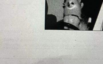 Водителю пришел штраф за превышение скорости с фотографией собаки