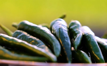 Узбекские ученые вывели новый сорт острого перца