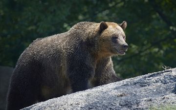 «Охота на тянь-шаньского бурого медведя разрешена» - в Госкомэкологии прокомментировали ситуацию с убитым бурым медведем