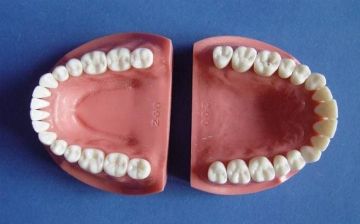 Почему у человека именно 32 зуба?