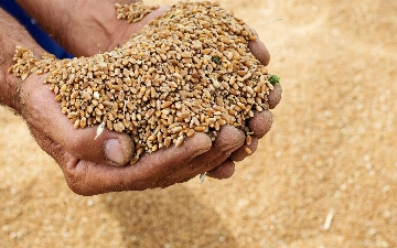 Узбекистан стал лидером по закупкам казахстанской пшеницы