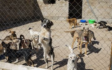 В Алмалыке изъяли выделенные для приюта животных «Хаёт» земли