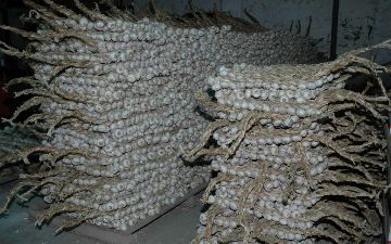 В Сурхандарье задержали мужчину, укравшего свыше 10 тонн чеснока