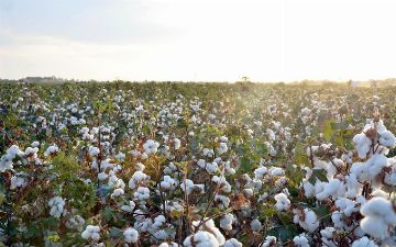 Cotton Cаmpaign  позволит Узбекистану сотрудничать с мировыми брендами одежды