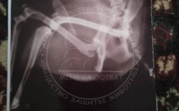 В Бухаре у собаки отказали лапы после пинка соседа