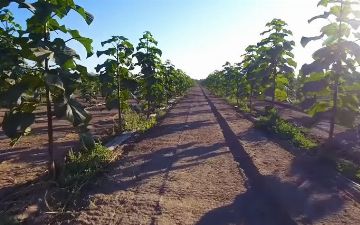 В Узбекистане увеличатся площади быстрорастущих деревьев