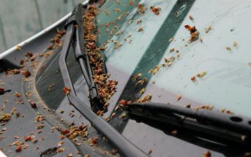 Как очистить кузов машины от тополиных почек