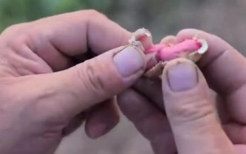 Узбекские ученые вывели новый сорт арахиса 