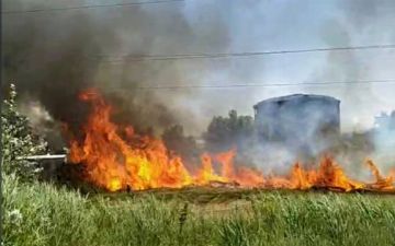 Стали известны подробности пожара в Ботаническом саду 