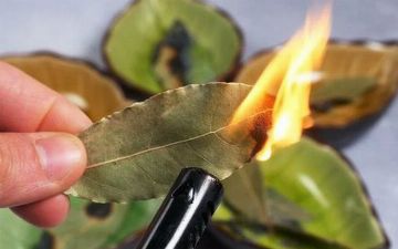 Что будет, если поджечь дома лавровый лист