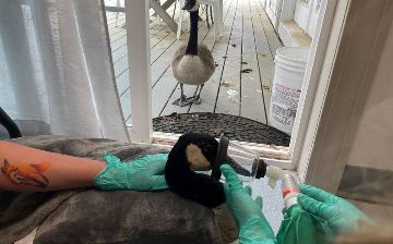 В США канадская казарка отыскала своего самца, которого забрали на операцию