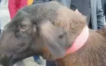 В Казахстане предприниматель купил барана за $40 000 - видео