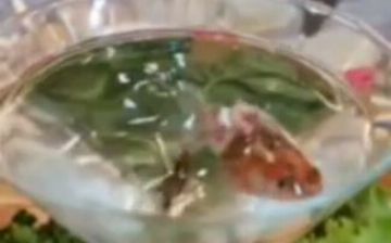 На свадьбе в Бухаре столы украсили 180 живыми рыбками, часть из которых погибла