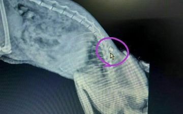 Житель Ташкента выстрелил в кошку из дробовика