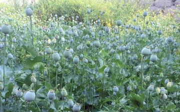 Житель Маргилана развел в своем огороде маковую плантацию на 170 кустов