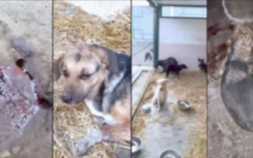 В Ташобласти наказали мужчину, устроившего бойню для собак у себя дома