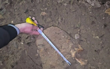 В Карши незаконно срубили свыше 20 здоровых деревьев