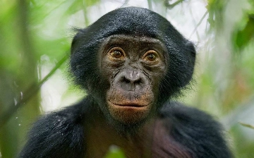 Блогер, говорящий на 60 языках, изучил язык обезьян