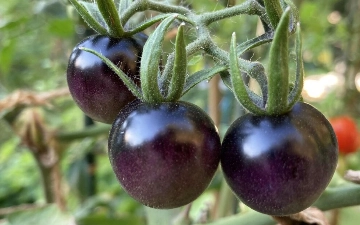 Узбекские фермеры экспериментируют с черными помидорами — рассказываем, в чем их фишка