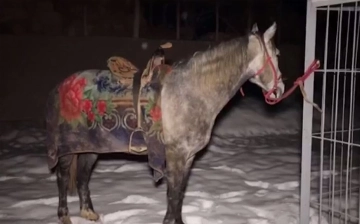 В Андижане поймали контрабандиста, пытавшегося провезти смартфоны на лошади — видео